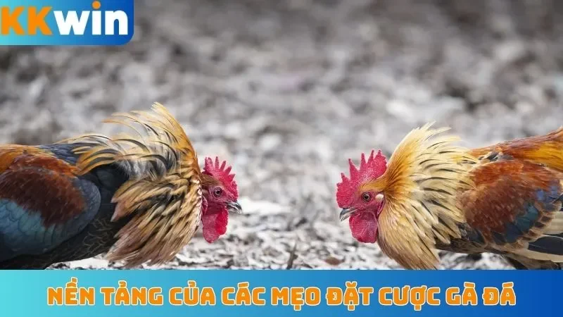 Nền tảng của các mẹo đặt cược gà đá