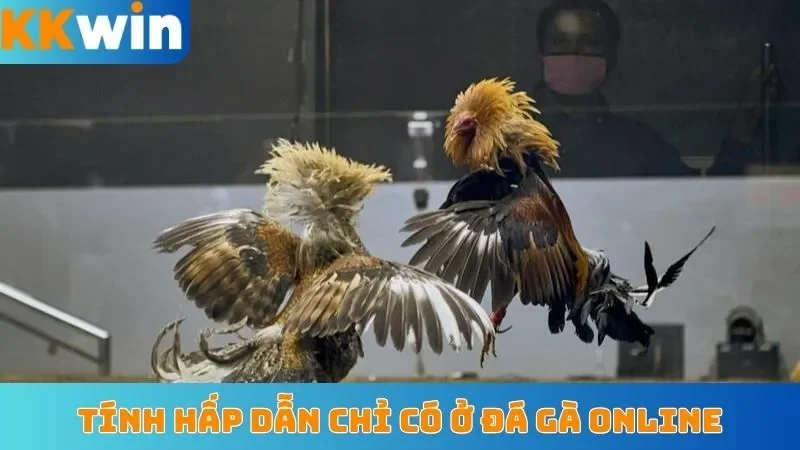 Tính hấp dẫn chỉ có ở đá gà online
